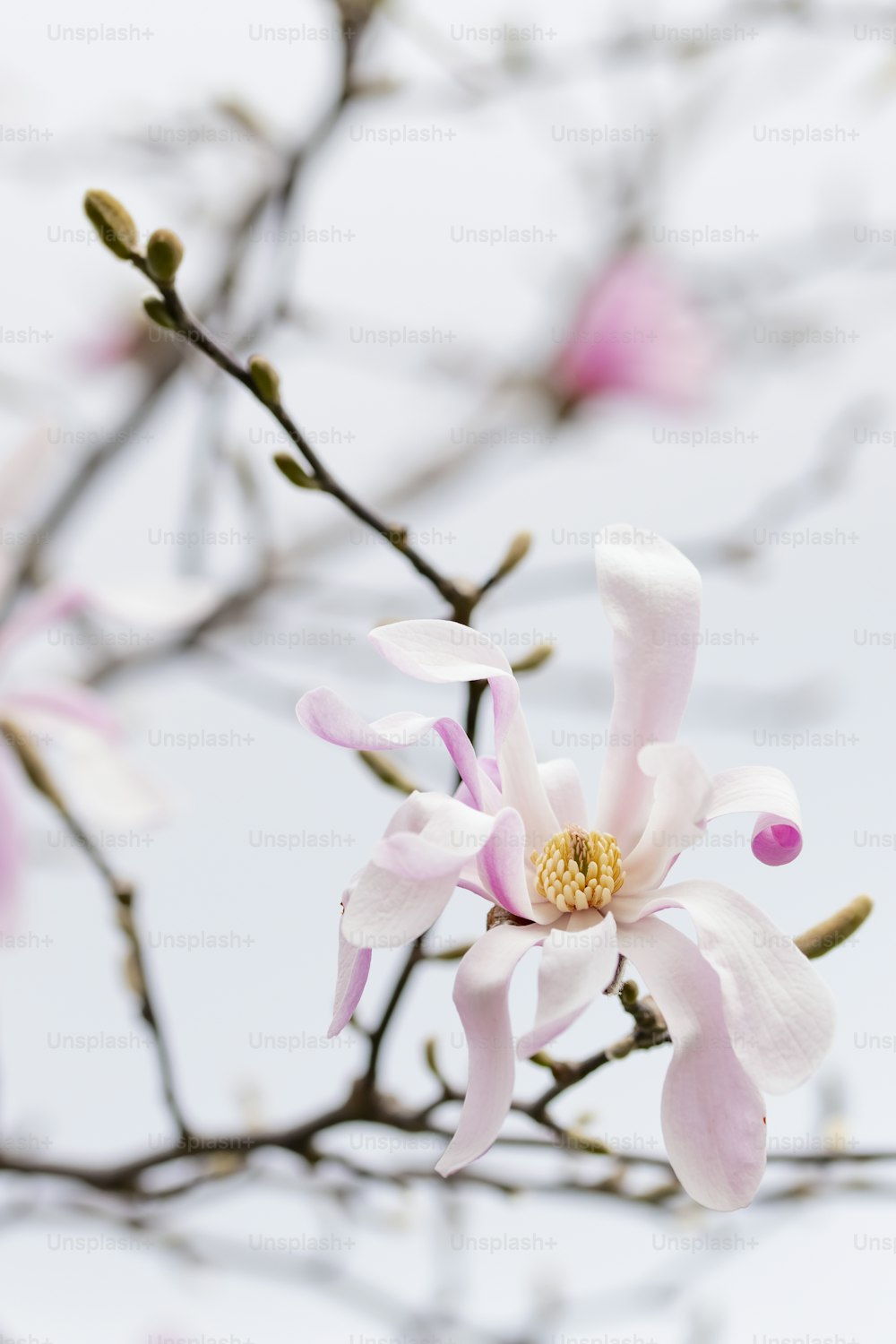 a close up of a pink flower on a tree