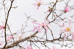 ein Zweig mit rosa und weißen Blüten darauf