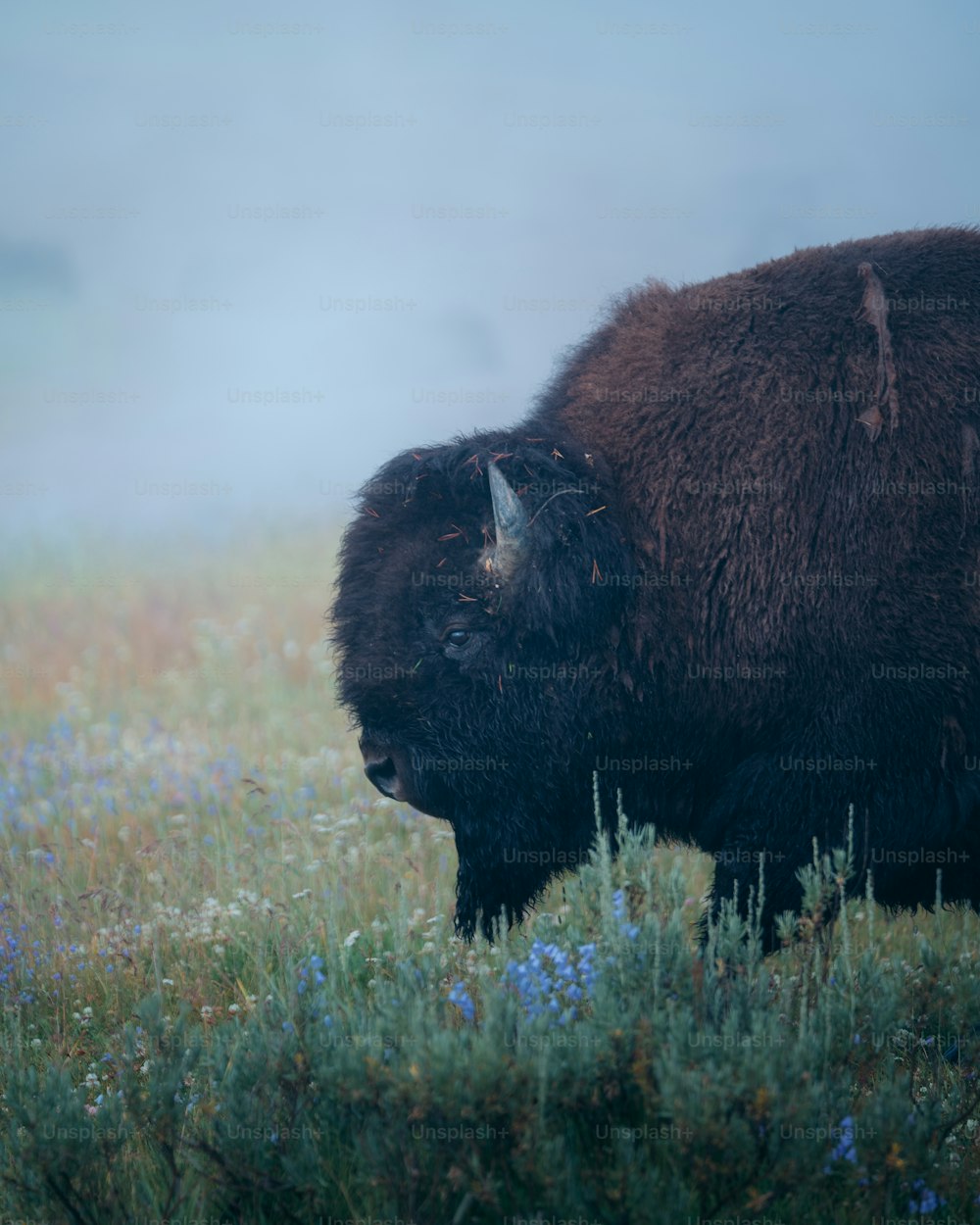um bisão em pé em um campo de grama e flores