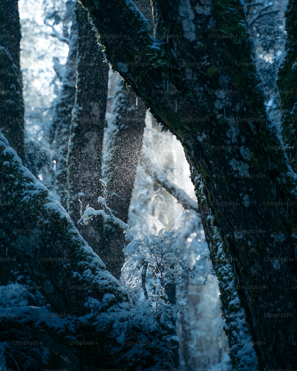 una foresta piena di molti alberi coperti di neve