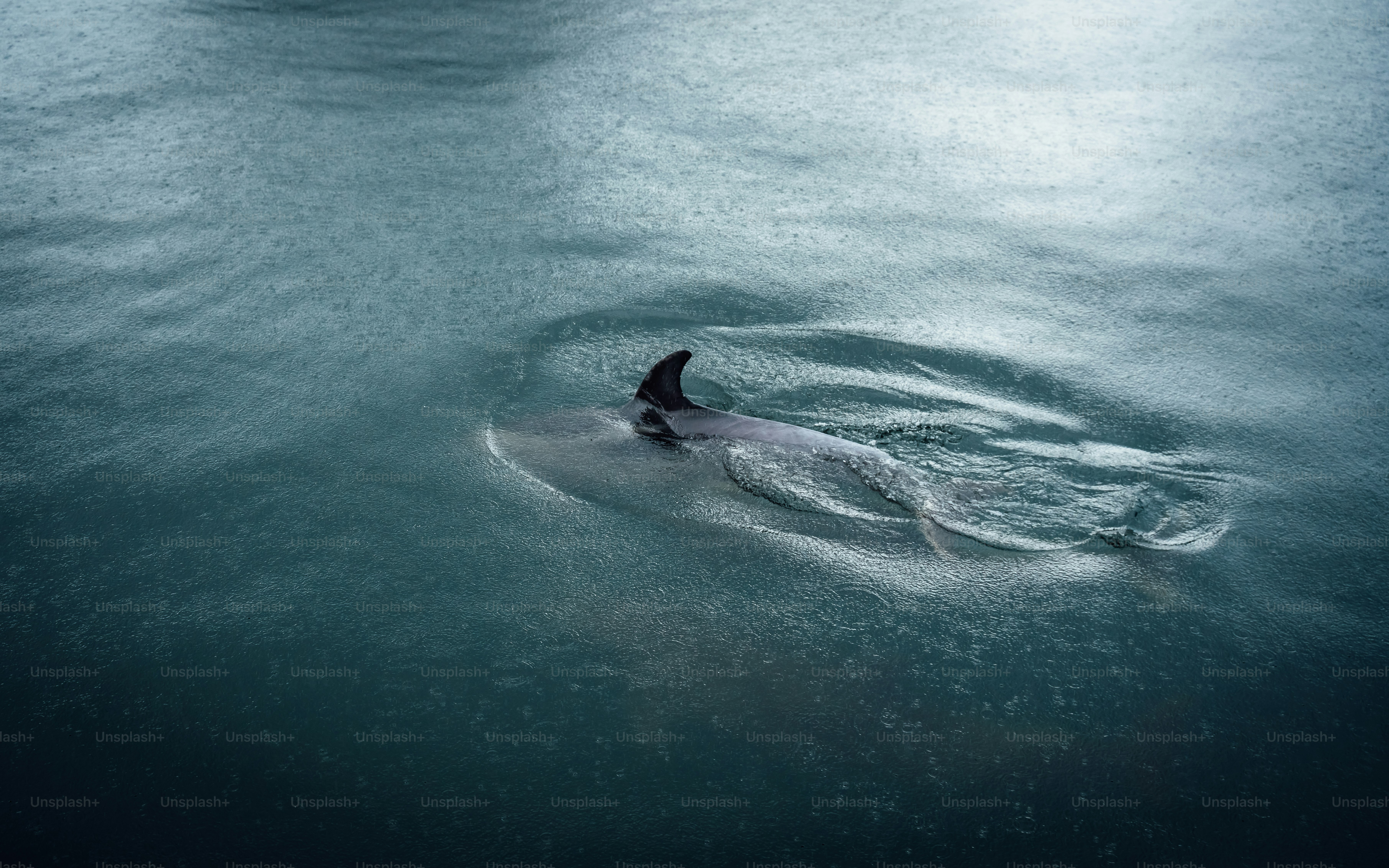 un uccello sta nuotando in uno specchio d'acqua