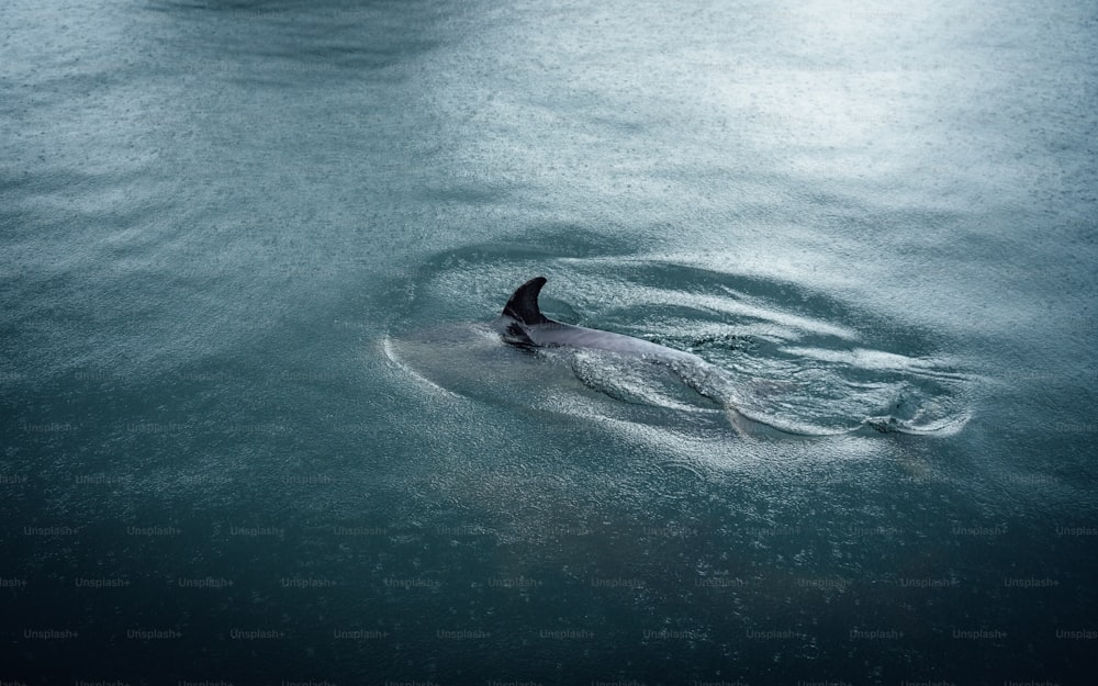 a bird is swimming in a body of water