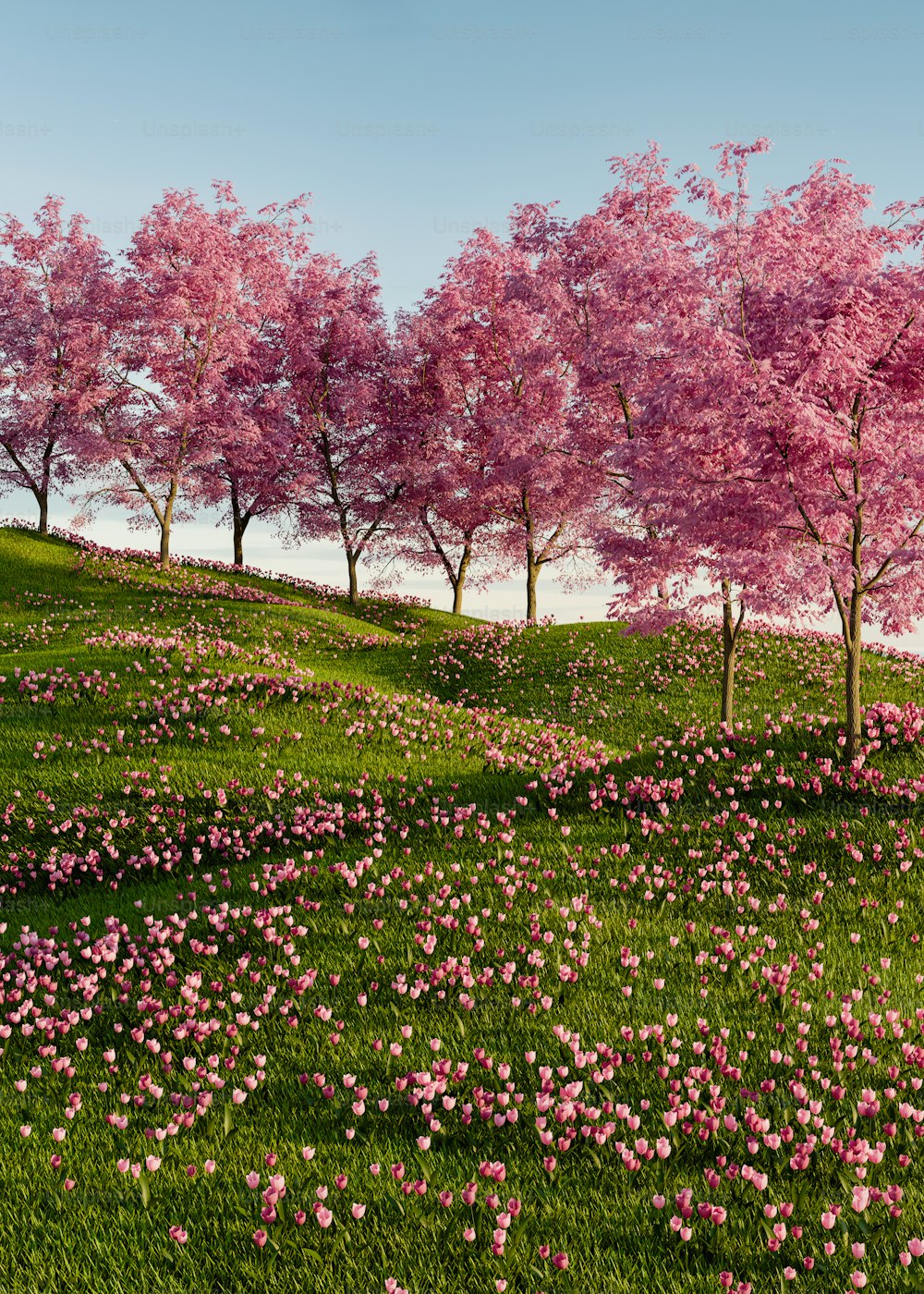 un champ plein de fleurs roses avec des arbres en arrière-plan