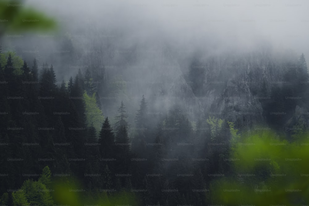 a forest covered in fog and trees in the distance