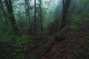 a foggy forest filled with lots of trees