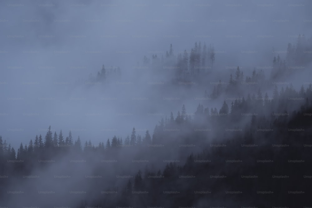 曇りの日の霧と木々に覆われた山