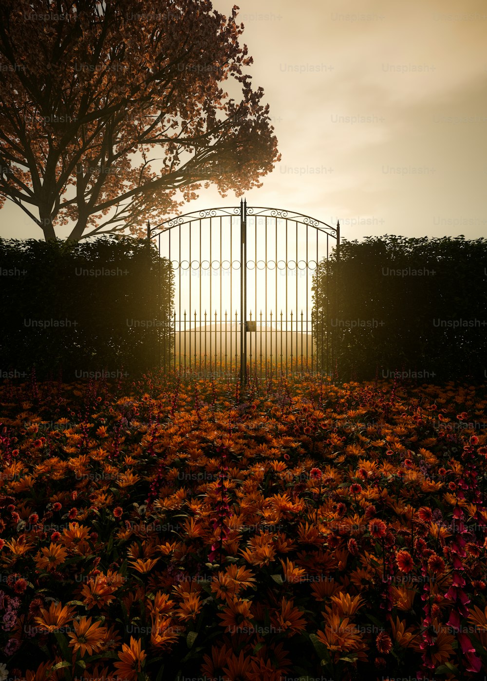 O sol está se pondo atrás de um portão em um campo de flores