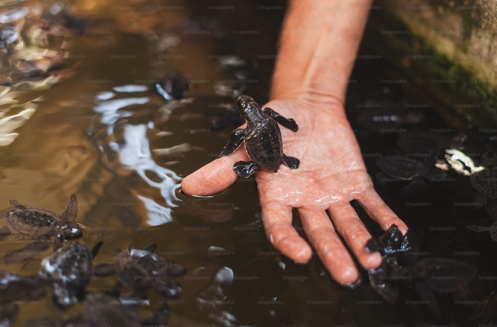 uma pessoa segurando um filhote de tartaruga na mão