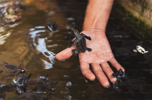 eine Person, die eine Babyschildkröte in der Hand hält