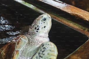 Un primer plano de una tortuga en un charco de agua