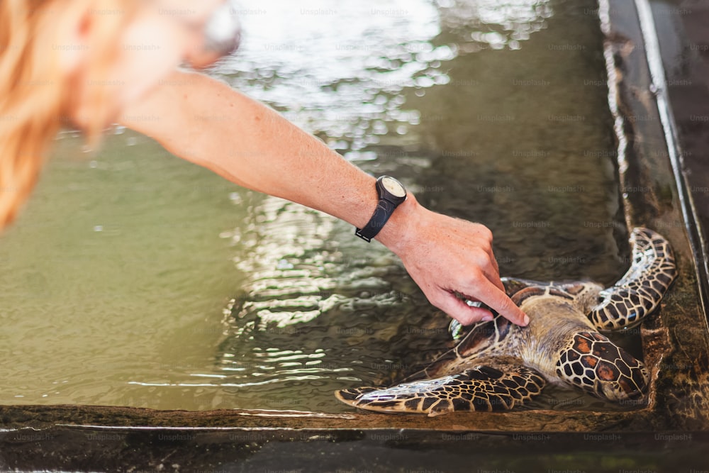 a close up of a person touching a turtle