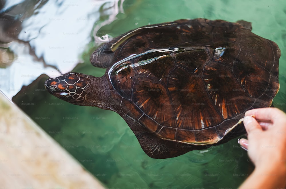 a close up of a person feeding a turtle