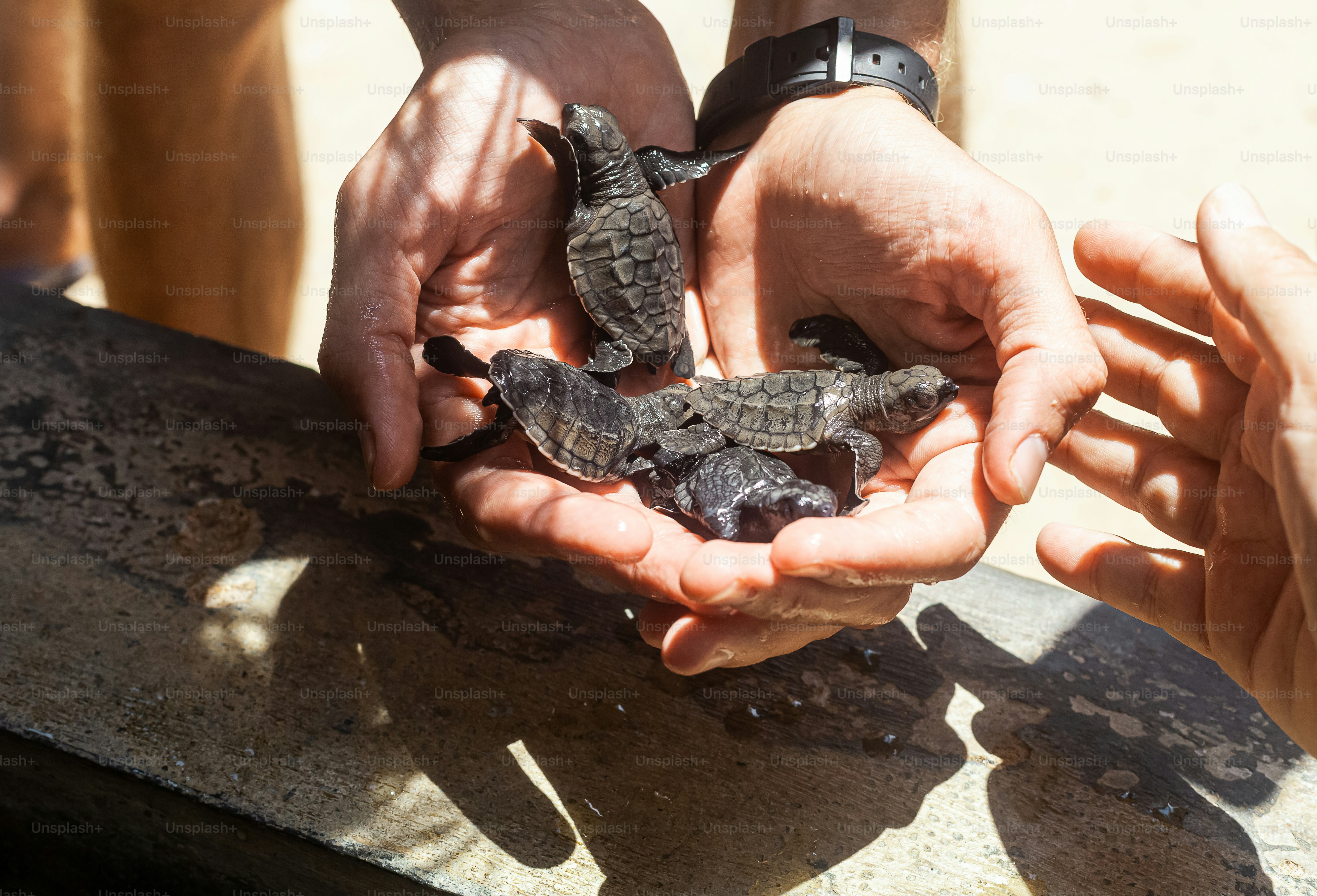 a group of people holding small turtles in their hands