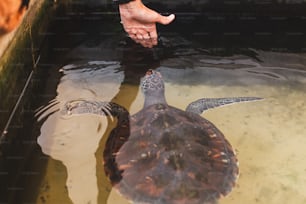 a large turtle swimming in a pool of water