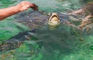 uma pessoa alimentando uma tartaruga na água