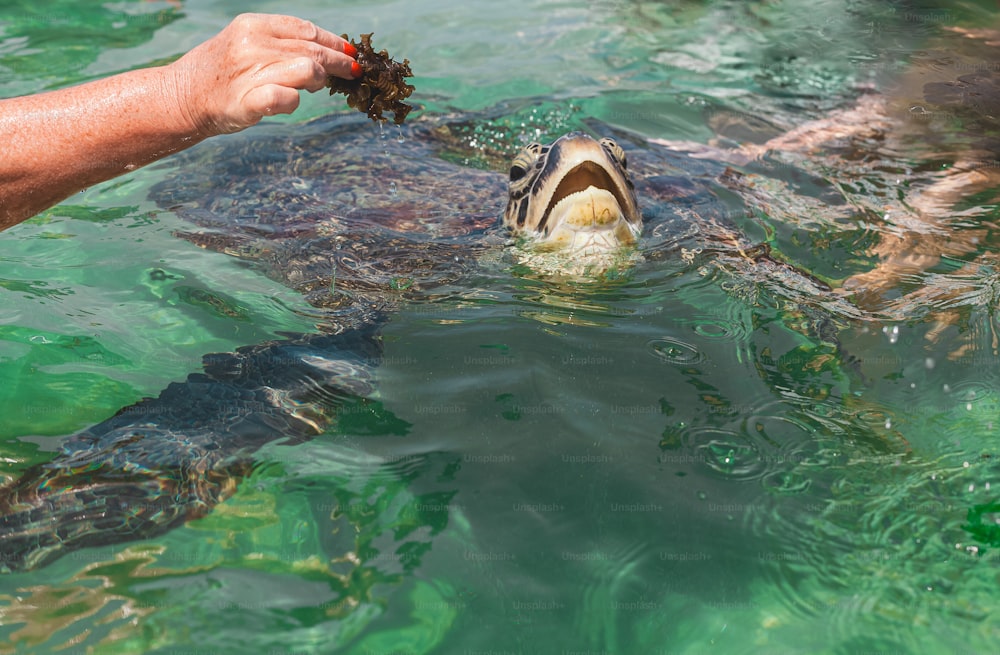 Una persona alimentando a una tortuga en el agua