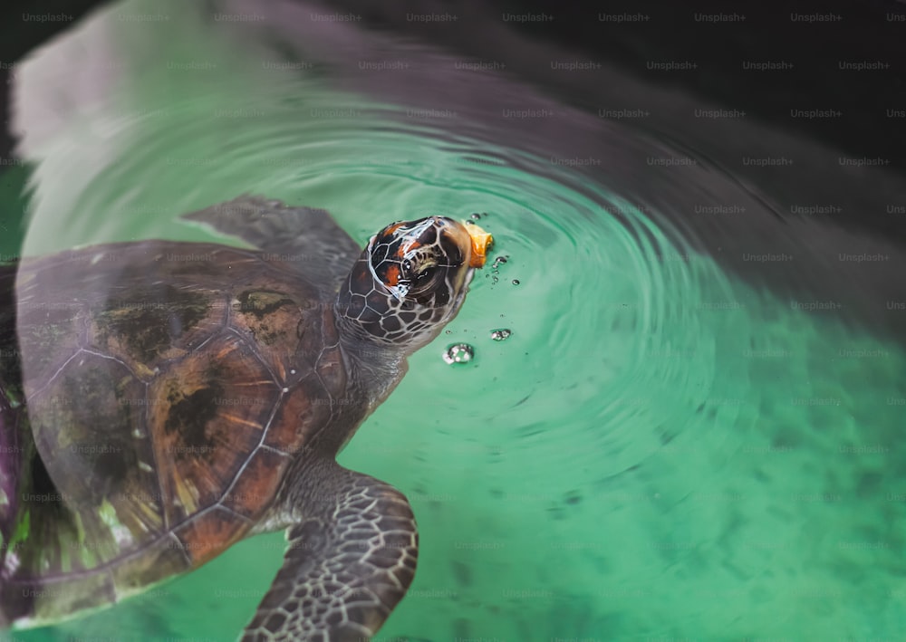 a close up of a turtle in the water