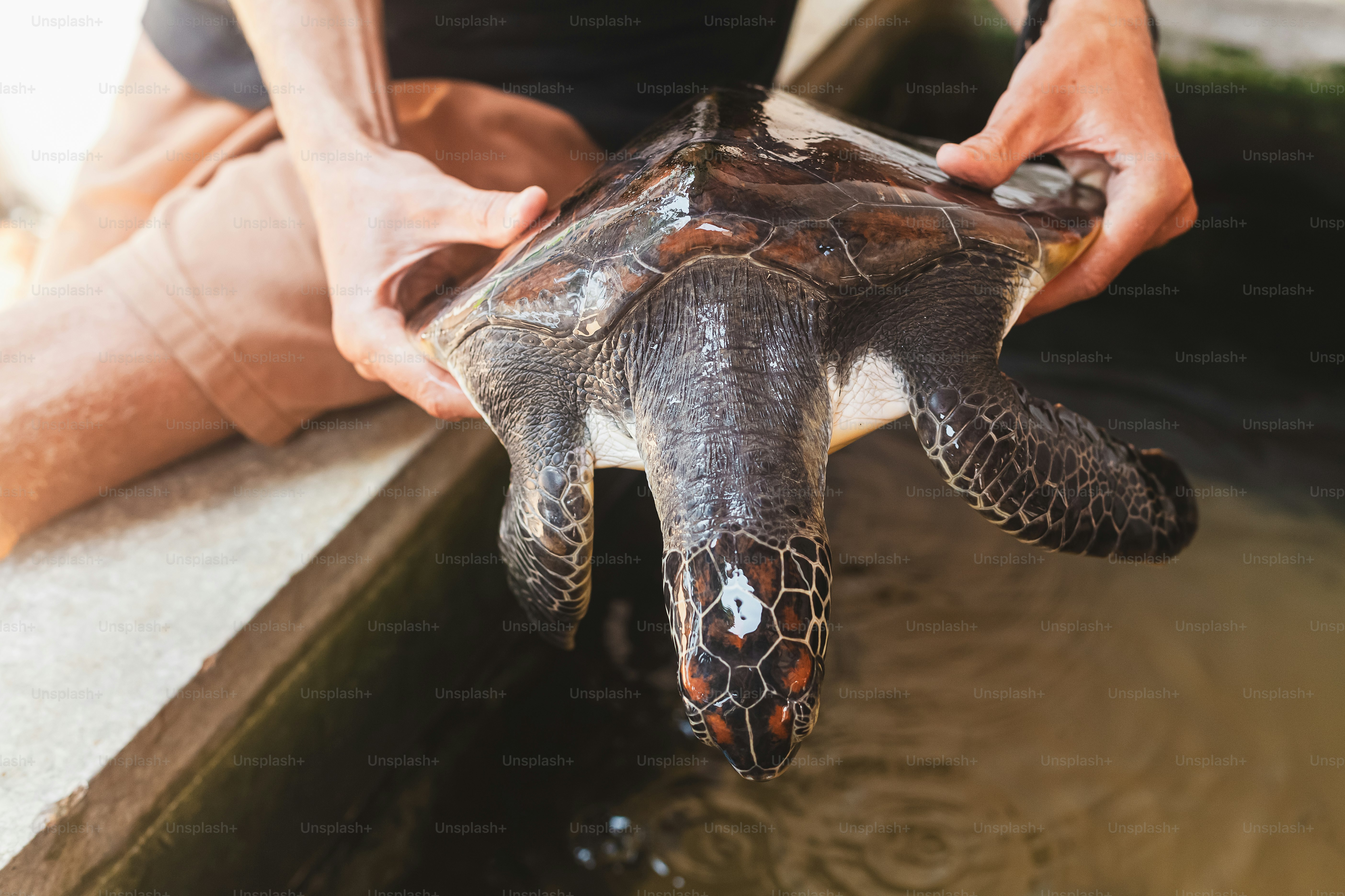 Hände, die eine Meeresschildkröte über Wasser halten