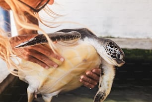 Un primer plano de una persona sosteniendo una tortuga