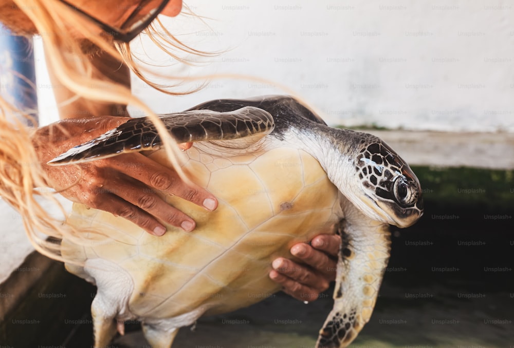 um close up de uma pessoa segurando uma tartaruga