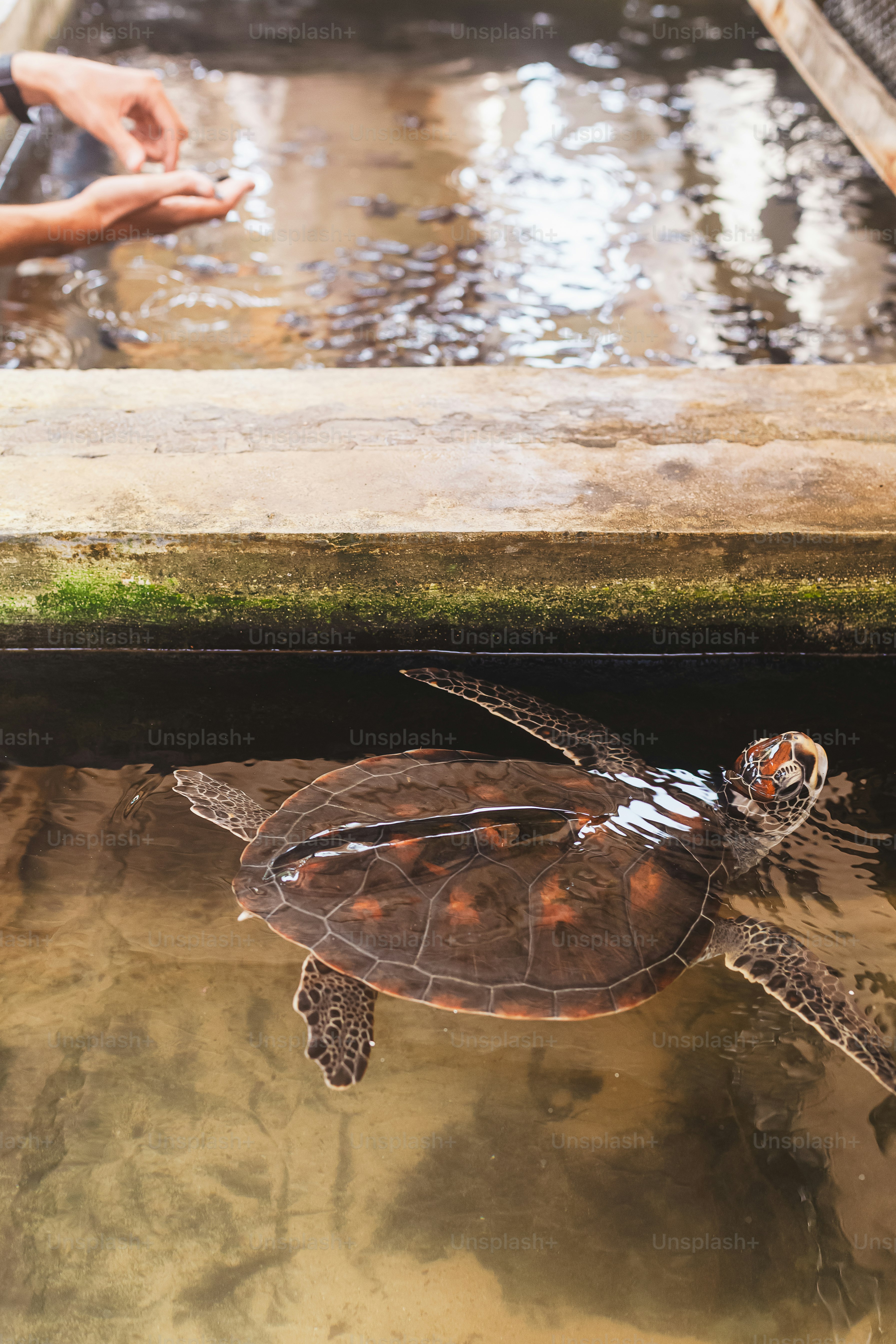 a small turtle in a tank being held by a person