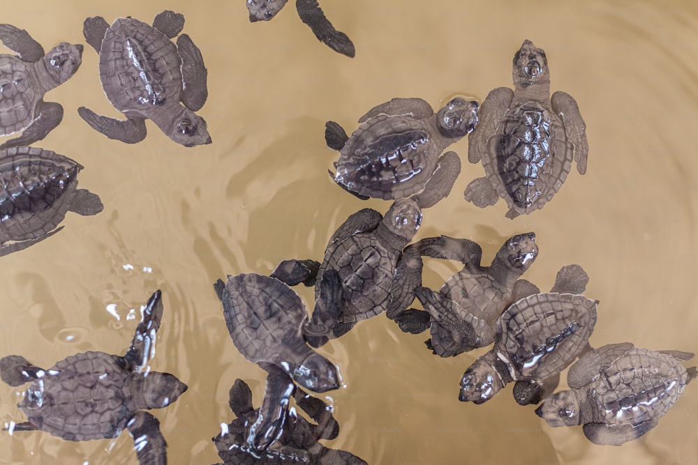 a group of turtles swimming in a body of water