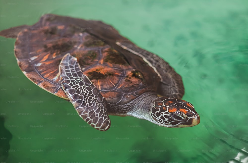 Eine Nahaufnahme einer Schildkröte im Wasser