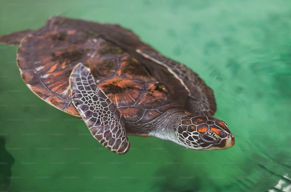 a close up of a turtle in the water