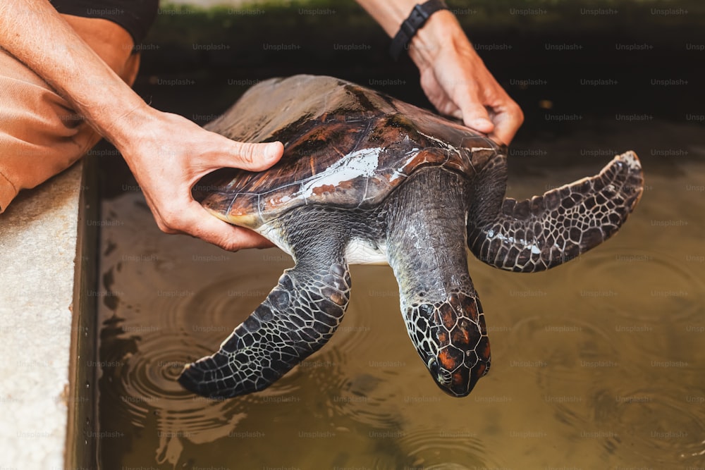 Una tortuga sostenida por un hombre en el agua