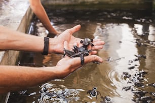 a man holding a baby turtle in his hands