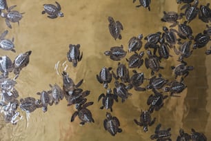 eine Gruppe von Schildkröten, die in einem Gewässer schwimmen