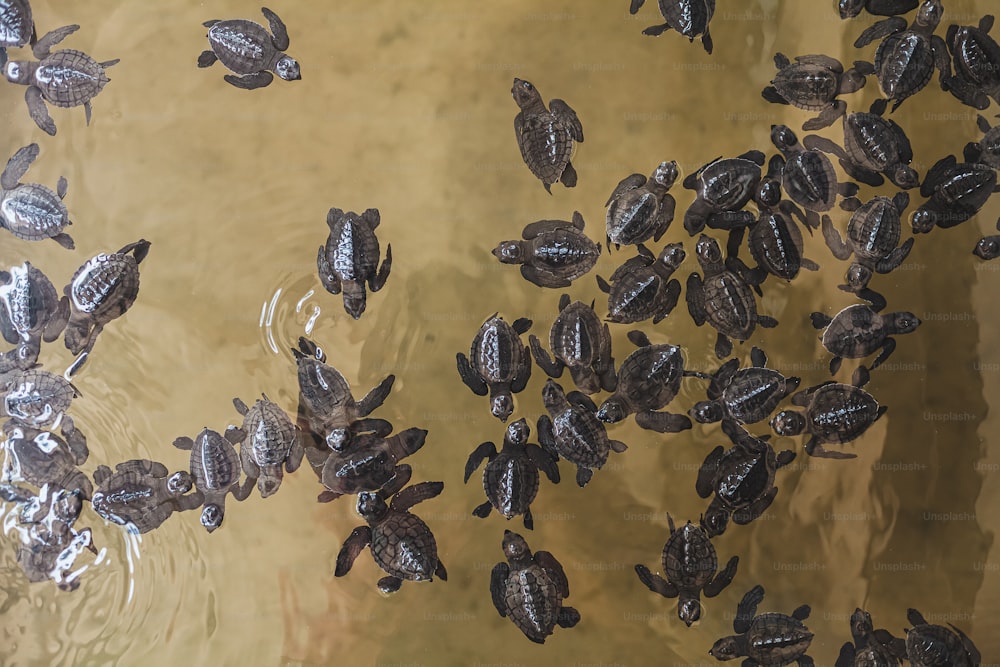 a group of turtles swimming in a body of water