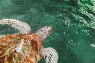 a turtle swimming in a body of water