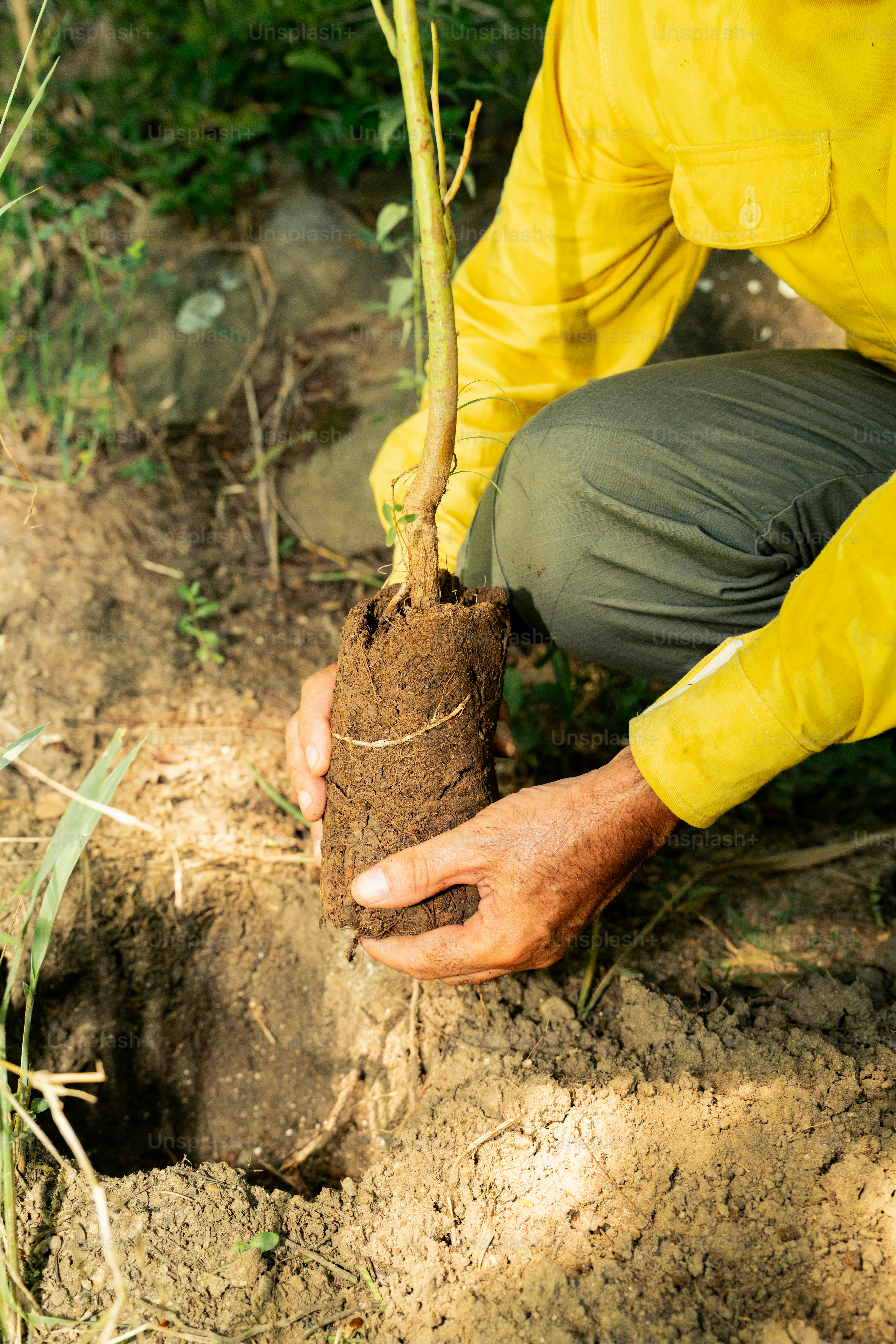 Ein Mann kniet nieder, um einen Baum zu pflanzen