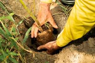 un hombre sosteniendo una planta en un agujero en el suelo