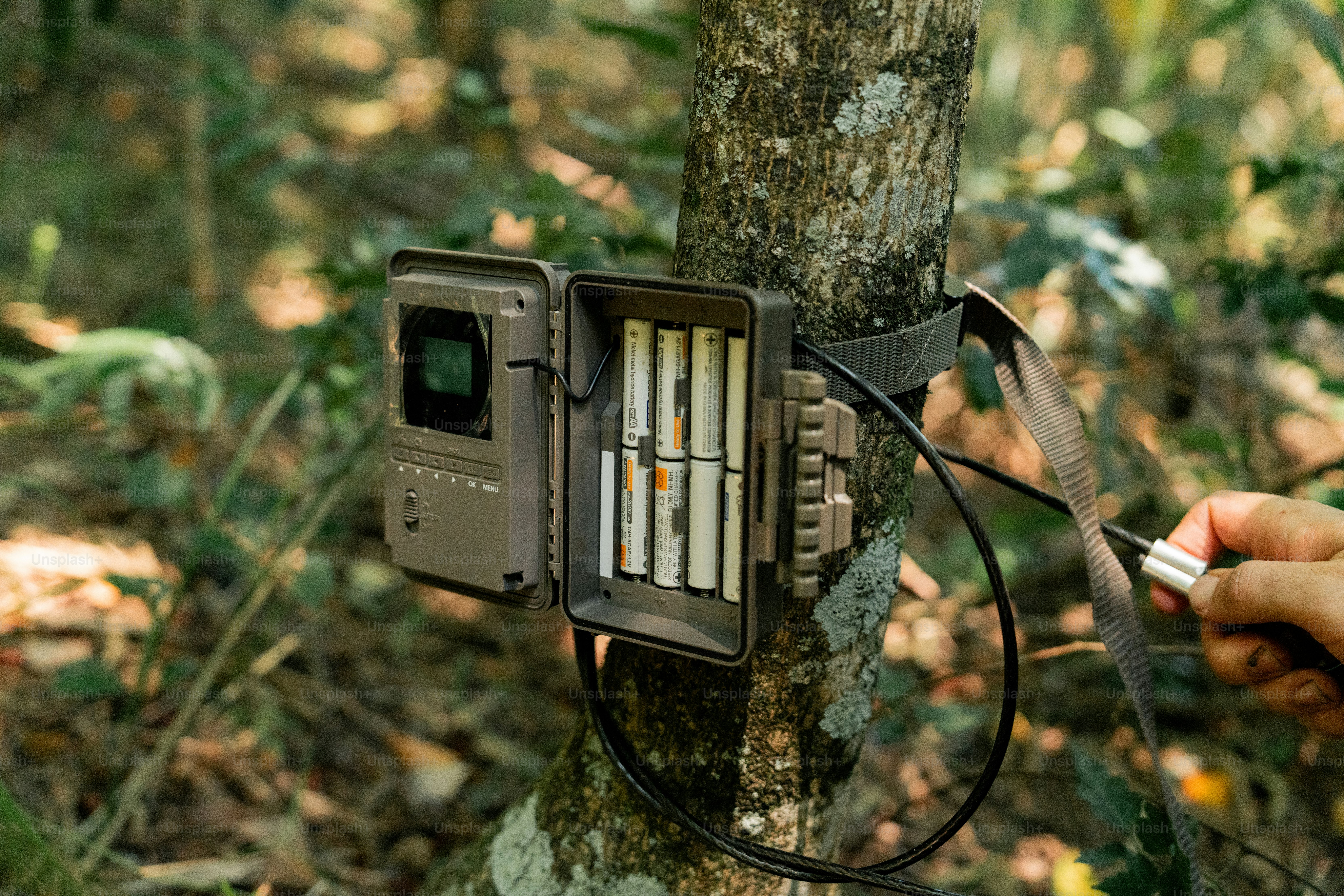 A camera attached to a tree in the woods photo – Plant Image on Unsplash