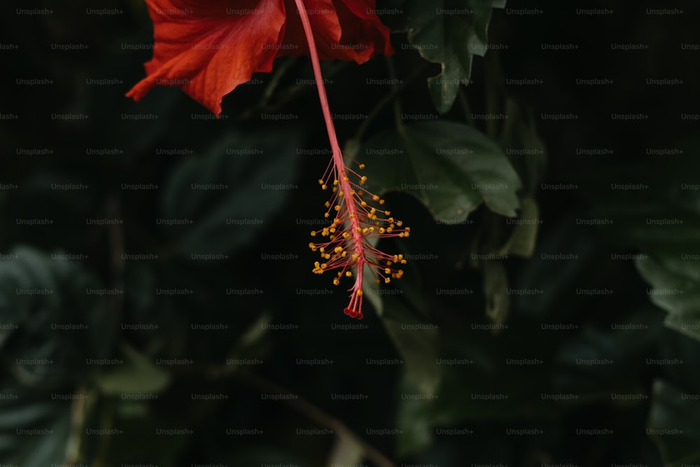 eine rote Blüte mit gelben Staubblättern und grünen Blättern