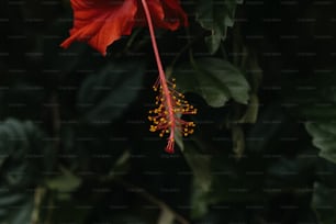 a red flower with yellow stamens and green leaves