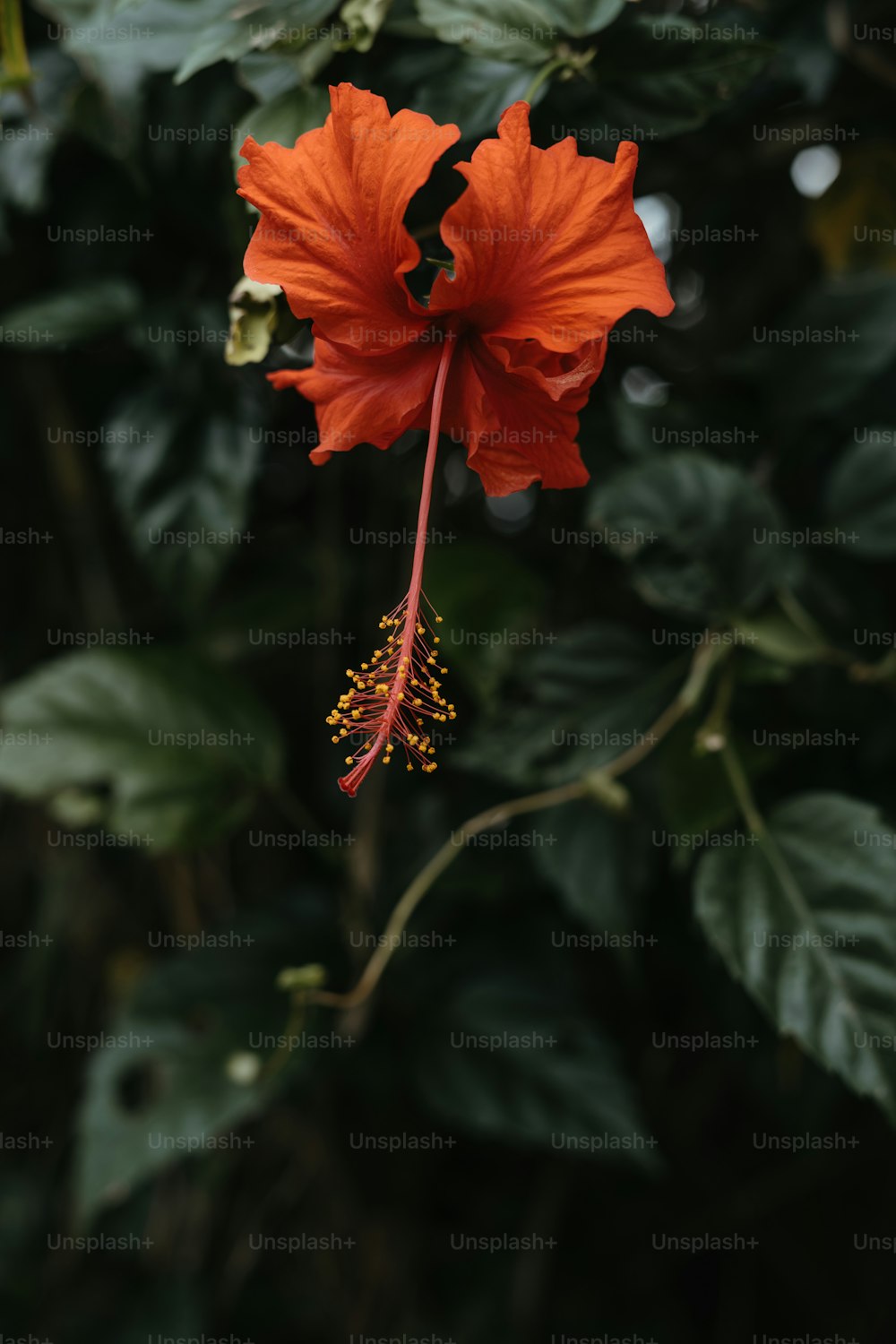 a red flower with green leaves in the background