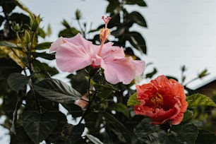 two pink flowers with green leaves on a sunny day