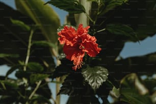 a close up of a red flower on a tree