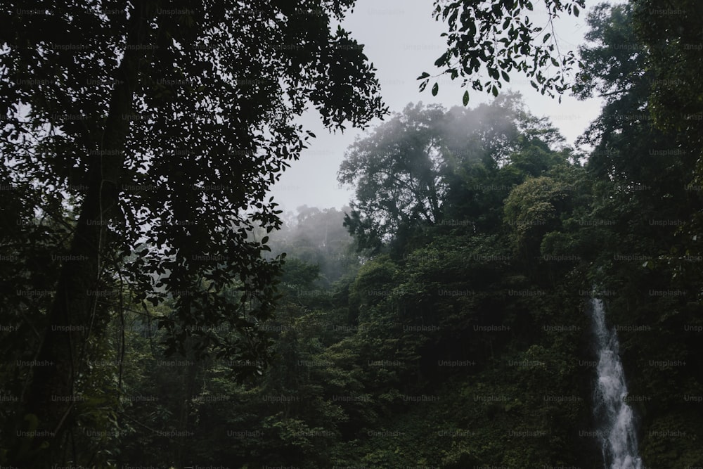 a small waterfall in the middle of a forest