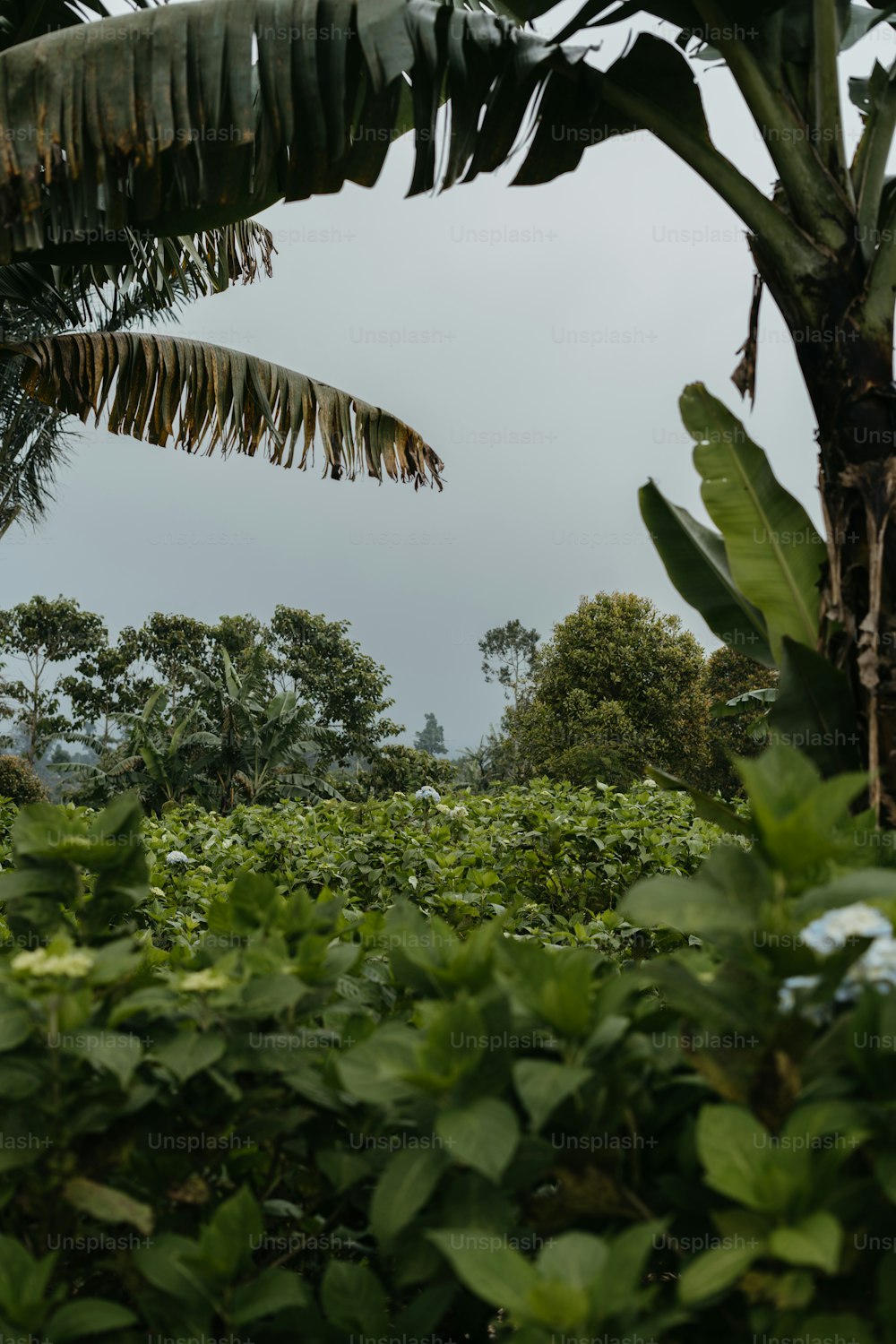 a large elephant standing in the middle of a lush green forest