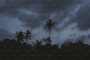 um par de palmeiras sentado sob um céu nublado
