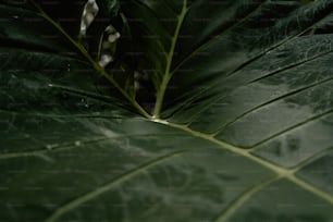 a close up of a large green leaf