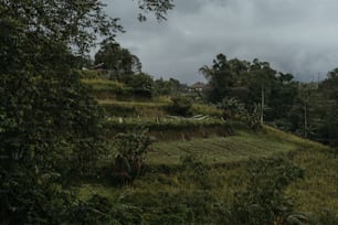 Una collina verde e lussureggiante ricoperta di molti alberi