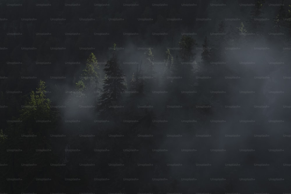 a foggy forest filled with lots of trees