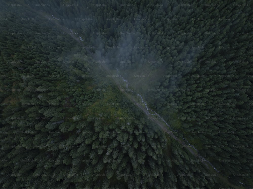 uma vista aérea de uma floresta com uma estrada que a atravessa