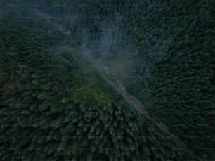 an aerial view of a forest with a road running through it