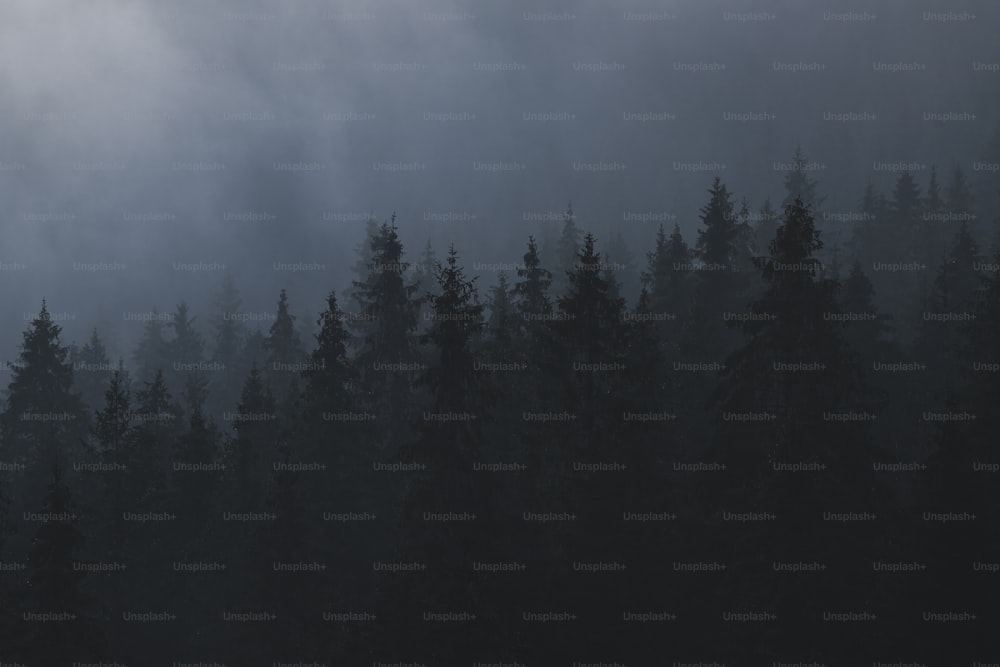 a forest filled with lots of tall trees under a cloudy sky